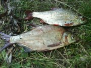 Large_DSC00098.jpg