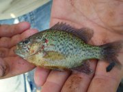 Копия P7150004.JPG