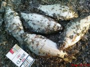 DSC00236.jpg