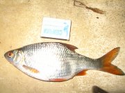 IMG_4964.jpg