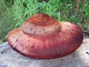 IMG_8981_1.JPG