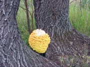 IMG_9004_1.JPG