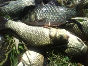 Large_DSC00105.jpg
