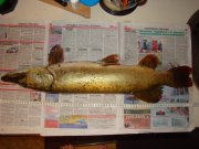 DSC09506.jpg