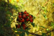 IMG_2781.JPG