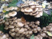 DSC02929.JPG