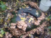 DSC02928.JPG