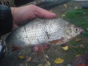 DSC00952.JPG