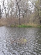Kommunar7_10112009.jpg