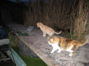 IMG_0506.jpg