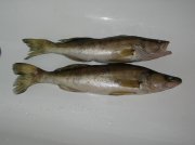 DSCN7803.JPG