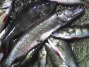 14-06-09_1158.jpg