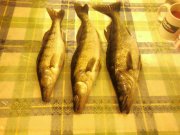 Photo-0162.jpg