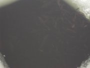 Resize of DSC00922.JPG