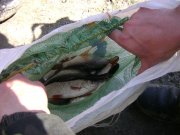 DSC02481.JPG
