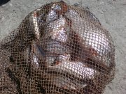 DSC00210.JPG