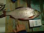 DSC00211.JPG