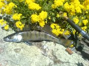 20100426_130437.JPG