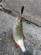 IMG_1524.jpg