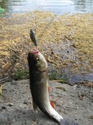 IMG_1546.jpg