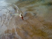 Dsc00181.jpg