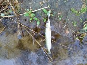 Dsc00186.jpg