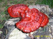 Ganoderma lucidum1.jpg