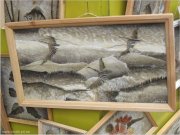 615_club-fish (10).jpg
