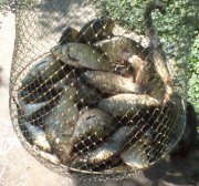 DSC00001_.jpg