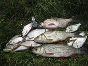 IMG_1549.jpg