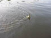 SDC11121_изменить размер.JPG