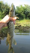 IMG_0525.jpg