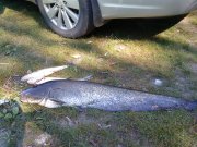 DSC00266.JPG