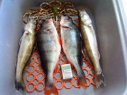 DSC00277.jpg