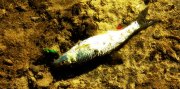 first-fishy.jpg