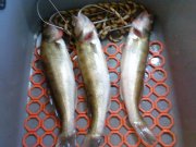 DSC00353.jpg