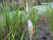 IMG_1591.jpg