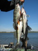 новичек 26.09.10 006.jpg