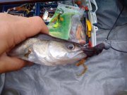 DSC00384.jpg