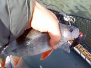 DSC00391.jpg