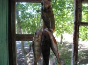 IMG_1786.jpg
