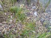 DSC01360.JPG