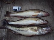 DSC02674.JPG