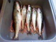 DSC00409.jpg