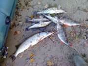 DSC00425.jpg