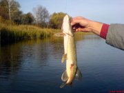 DSC01390.jpg