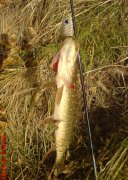 DSC02590.jpg