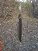 DSC02596.jpg