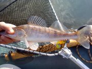 DSC00440.jpg