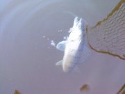 DSC00437.jpg